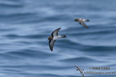 Grey-backed Storm-Petrel 2053.jpg