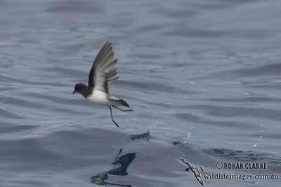 Grey-backed Storm-Petrel 4177.jpg