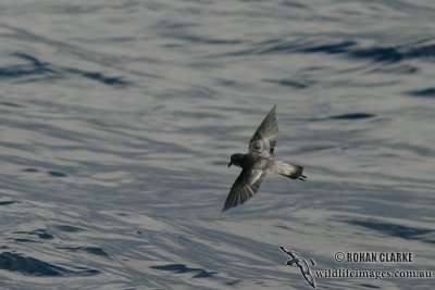 Grey-backed Storm-Petrel 6848.jpg