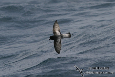 Grey-backed Storm-Petrel 6953.jpg