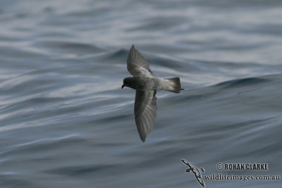 Grey-backed Storm-Petrel 6977.jpg