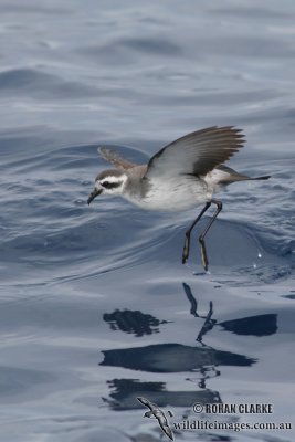 White-faced Storm-Petrel 4191