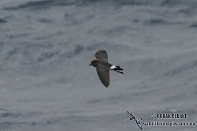 Black-bellied Storm-Petrel 7189.jpg