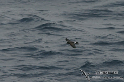 Black-bellied Storm-Petrel 7329.jpg