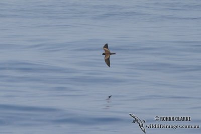 Matsudaira's Storm-Petrel 1157.jpg