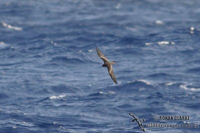 Matsudaira's Storm-Petrel 8557.jpg