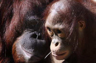 mom and baby Urangutan