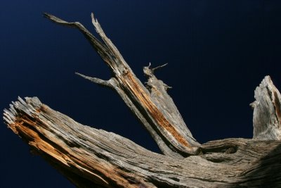 dead branch-Sedona