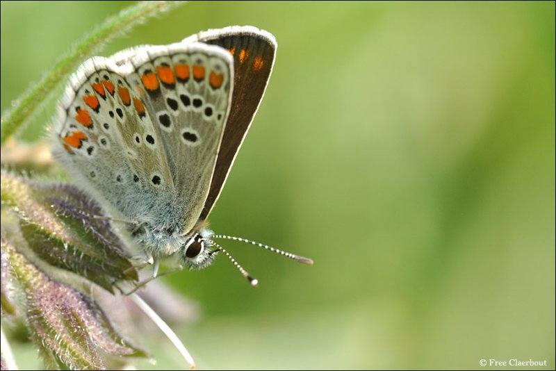 Bruin Blauwtje