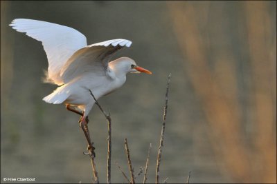 Koereiger #2