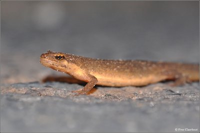 Kleine Watersalamander