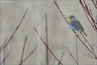 Roodborst