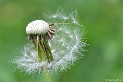 Planten