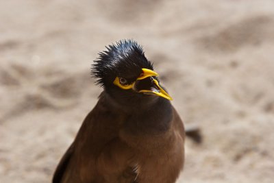 EPV0093-MYNA Bird-with-attitude-and-a-great-haircut.jpg