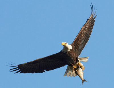Eagles of Maryland 2009