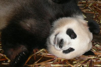 Giant Panda