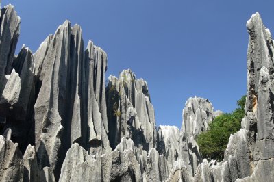 Stone Forest
