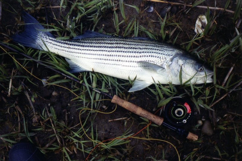 Beautiful Striper