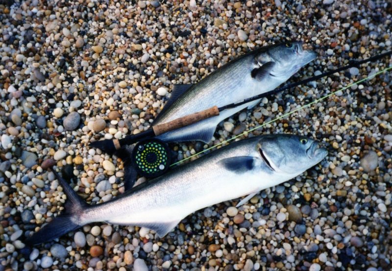 Bluefish on Fly