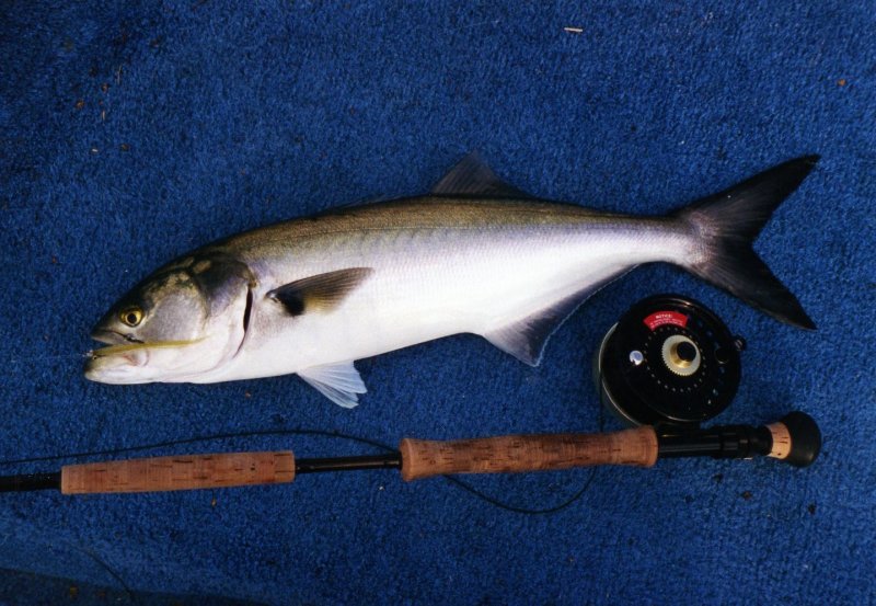 Bluefish