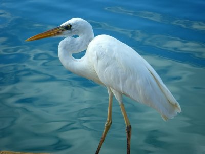 Florida Keys Great White Egret