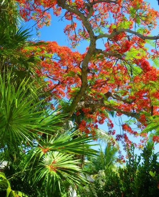 Florida Keys Royal Piociana Tree