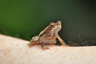 Frog1.jpg