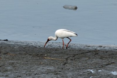 Ibis1.jpg