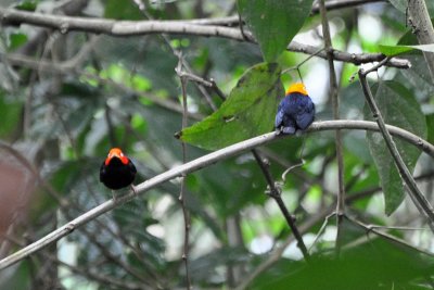 Manakins R&Y Headed.jpg