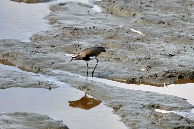 Mud01.jpg