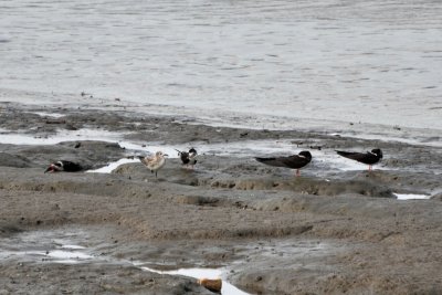 Mudflats2.jpg