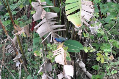 Purple gallinule.jpg