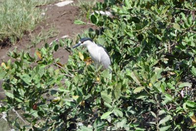 Shore bird.jpg