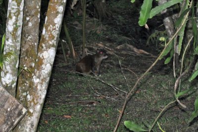 Agouti at Atlantida.jpg