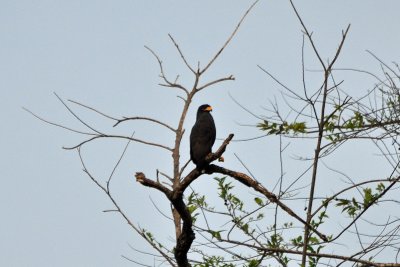 Common black hawk at Cahuita.jpg