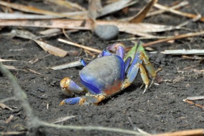 Land crab, Cahuita.jpg