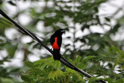 Passerini's tanager, Cahuita.jpg