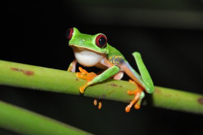 Red eyed tree frog, Atlantida.jpg