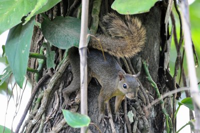 Red-tailed squirrel, Atlantida.jpg