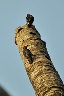 Woodpeckers, Cahuita.jpg