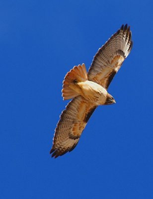 Red-Tailed Hawk #1
