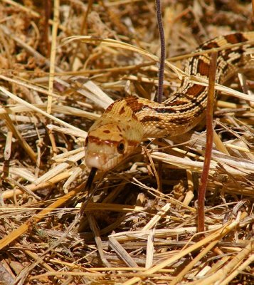 Young Gopher Snake