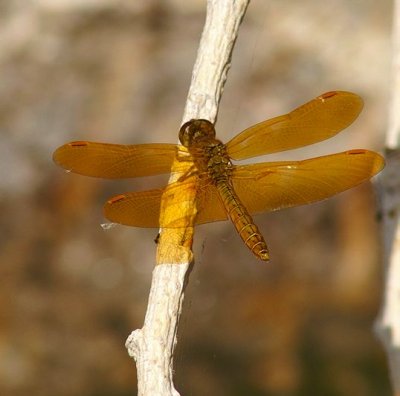 Eastern Amberwing #2