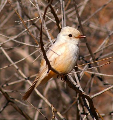 Albino Vermilion Flycatcher #2