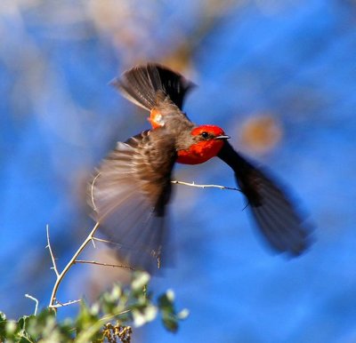 Vermilion Flycatcher #2