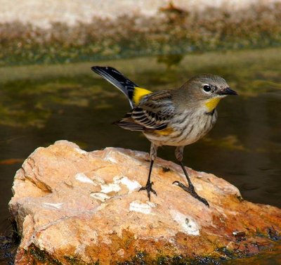 Yellow Rump Warbler