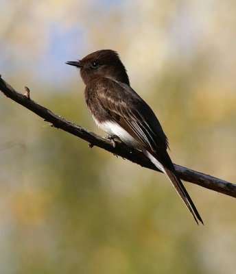 Black Phoebe #1