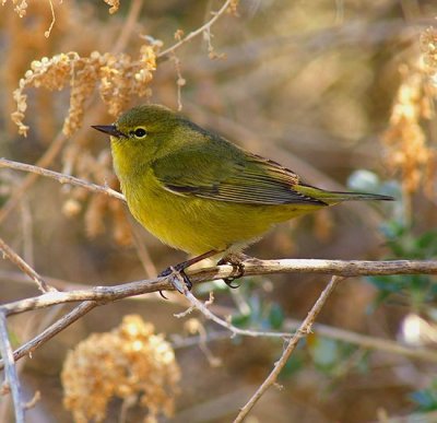 Orange-Crowned Warbler