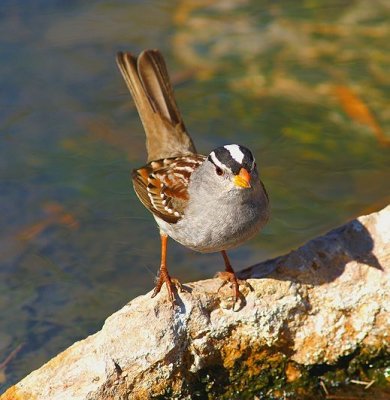 White-Crowned Sparrow #1