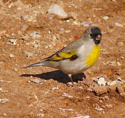 Lawrence's Goldfinch